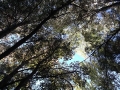 Cielo entre los árboles